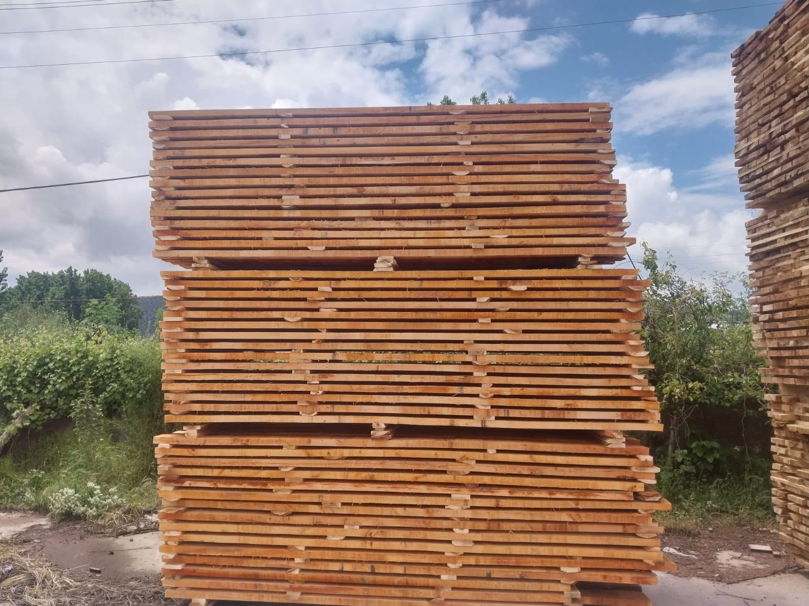 Kavak kereste stok alanı